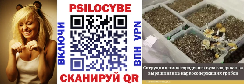 Псилоцибиновые грибы Psilocybe  Купить  Стародуб 